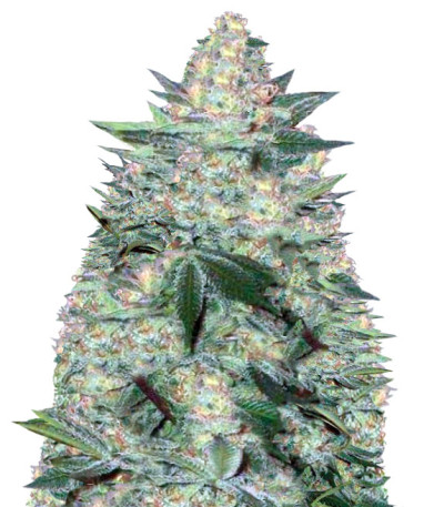 Семена сорта Auto White Widow fem (Victory Seeds)