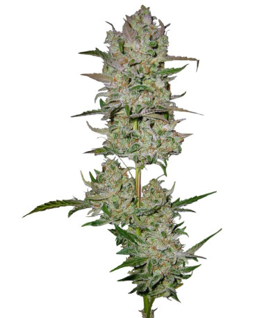 Семена сорта Jack 47 Auto fem (Sweet Seeds)