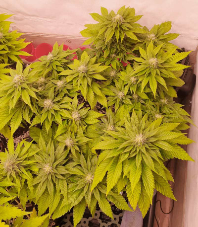 Семена сорта White Widow fem (Medical Seeds)