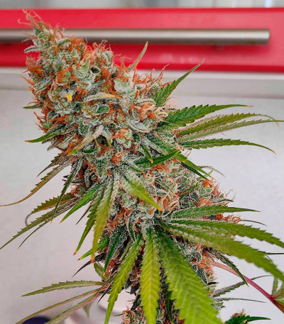 Семена сорта DDoS #33 fem (Herbies Seeds)