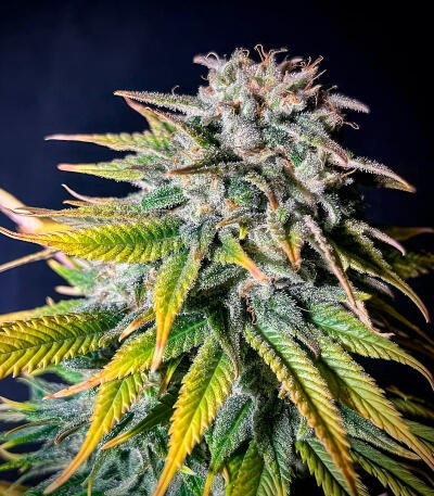 Семена сорта Sour MAC F1 fem (Seedkeepers)