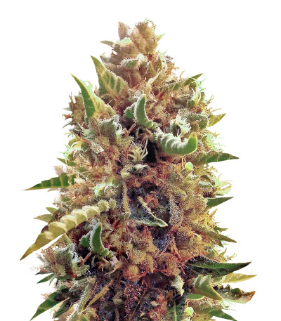 Семена сорта Amnesia fem (Vision Seeds)