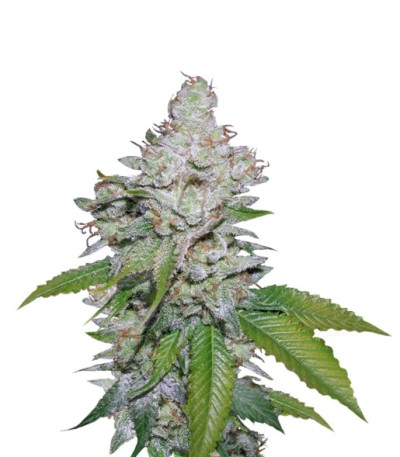Семена сорта White Berry fem (VIP Seeds)