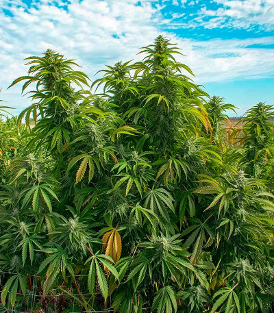 Семена сорта Boy Scout Cookies fem (Kalashnikov Seeds)