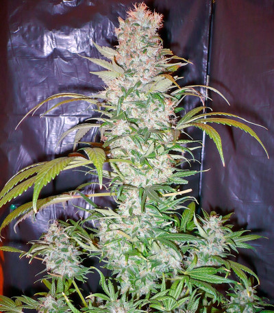 Семена сорта Dutch Haze fem