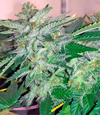 Семена сорта Papaya reg