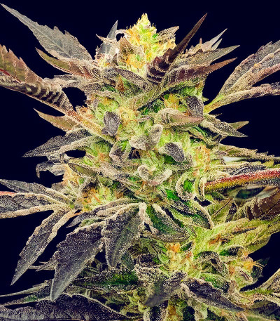 Семена сорта Pink Sunset Auto by Sherbinskis fem от Silent Seeds