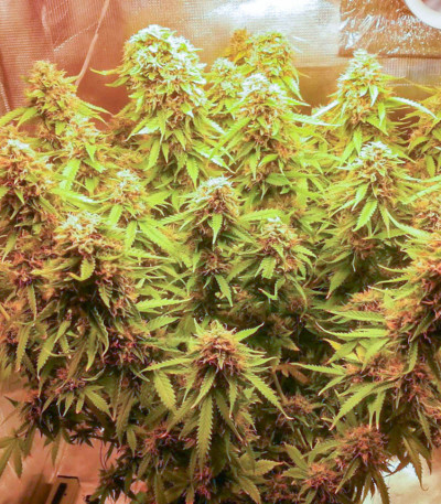 Семена сорта Crime Caramel Auto fem (Семяныч)