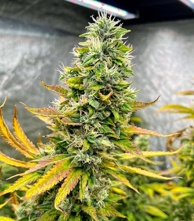 Семена сорта Ice Cream Cake fem (Barney's Farm)