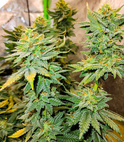 Семена сорта AK 47 Fast Version fem (Семяныч)