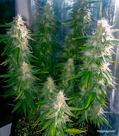 Семена сорта Kali Mist Auto fem (Семяныч)