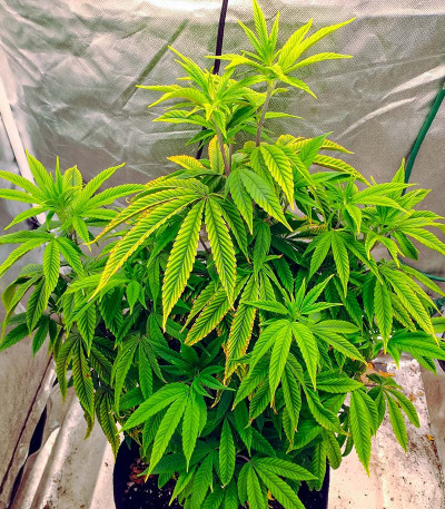 Семена сорта Purple Punch (00 Seeds)