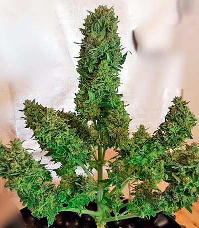 Семена сорта Sweet Amnesia Haze XL Auto fem (Sweet Seeds)