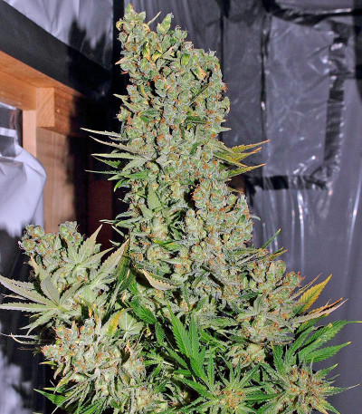 Семена сорта Chronic reg (Serious Seeds)