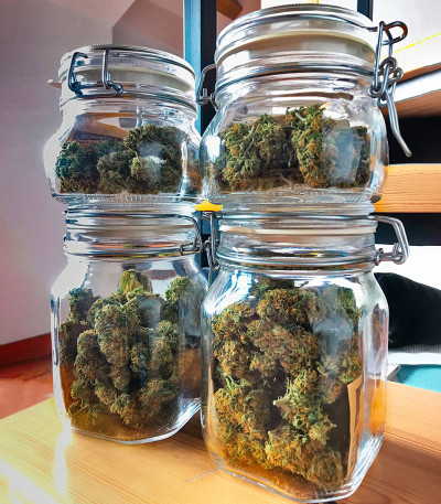 Семена сорта Soyuz OG Express fem (Kalashnikov Seeds)