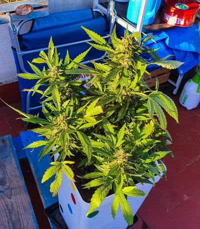 Семена сорта Zkittlez Auto fem (FastBuds)