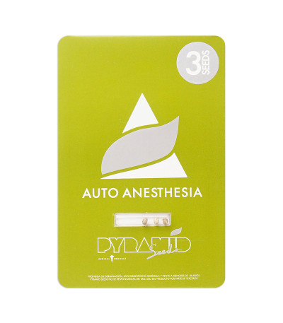 Семена сорта Auto Anesthesia fem (Pyramid Seeds)