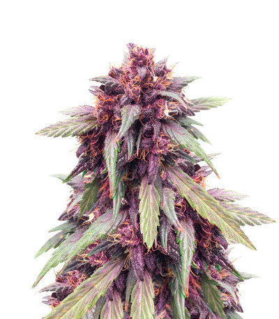 Микс семян конопли Auto Mix Pack #1 fem (Herbies Seeds)