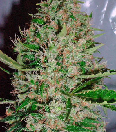 Семена сорта White Widow X The Ultimate reg