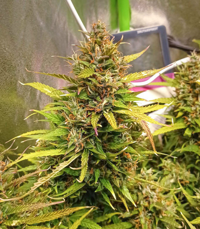 Семена сорта Auto Lemon Kix fem (Dutch Passion)