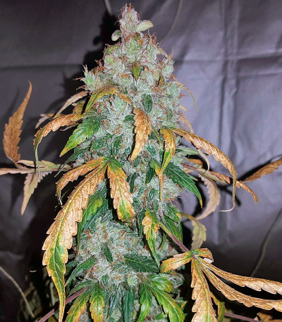 Семена сорта Auto White Widow fem (Pyramid Seeds)