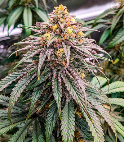 Семена сорта Dolly Kush fem (Dr. Krippling Seeds)