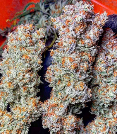 Семена сорта ETHOS Apex F1 reg (Ethos Genetics)