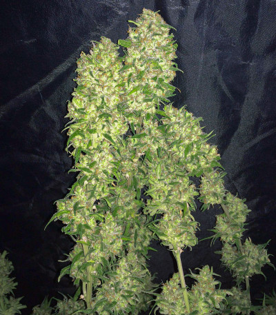 Семена сорта Euforia reg (Dutch Passion)