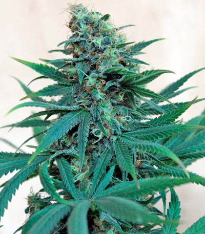 Семена сорта Royale Haze fem (Dinafem Seeds)