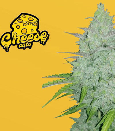 Семена сорта Original Auto Cheese fem (FastBuds)