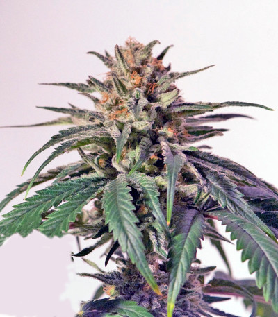 Семена сорта CBD Critical Cure fem