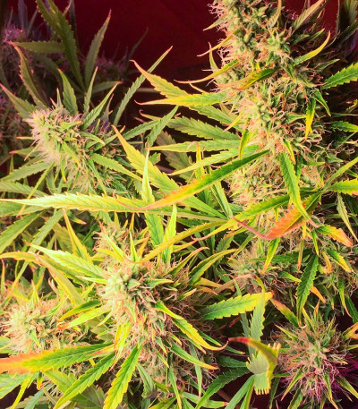 Семена сорта Lowryder #2 auto fem (Семяныч)