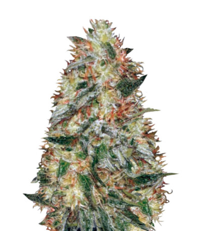 Семена сорта Auto Original Limonade Skunk fem (Victory Seeds)