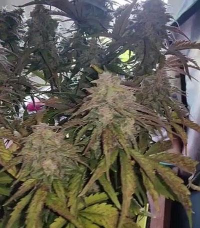 Семена сорта Original Cinderella Auto fem (FastBuds)