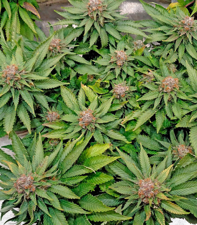 Семена каннабиса Blue Widow