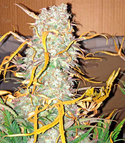 Семена сорта Critical Jack Autoflowering fem (Dinafem Seeds)