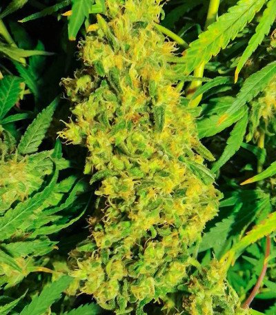 Семена сорта Northern Light fem (Victory Seeds)