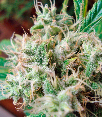 Семена сорта Original Berry fem (Kannabia Seed Company)