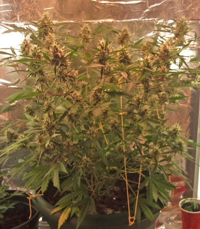 Семена сорта Royal Dwarf auto fem (Royal Queen Seeds)