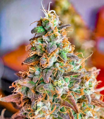 Семена сорта Trainwreck Fast Version fem (Seedkeepers)