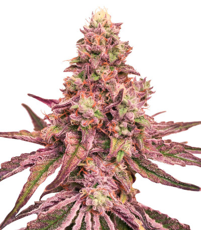 Семена сорта Glue Cookies fem (AlphaFem Seeds)