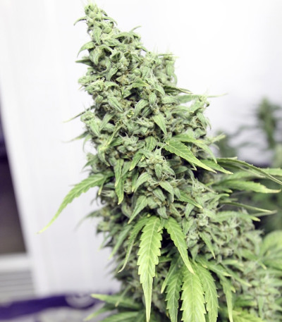 Семена конопли Auto Durban Poison 