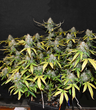 Семена сорта Gorilla Auto fem (Семяныч)