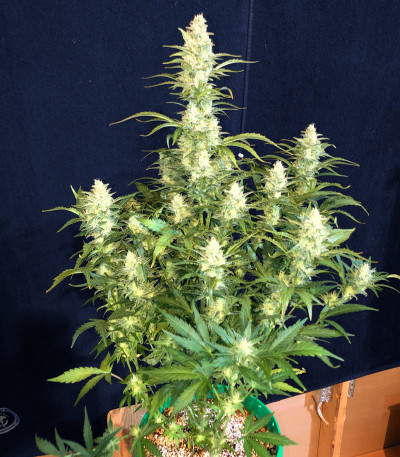 Семена сорта Mimosa Cake Auto fem