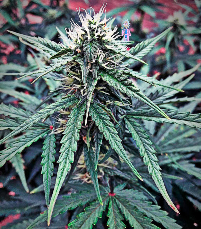 Семена сорта Cheese Berry fem