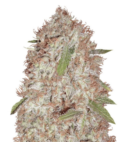 Семена сорта Blue Kripple fem (Dr. Krippling Seeds)