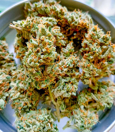 Семена конопли сорта Zoap от 7CH American