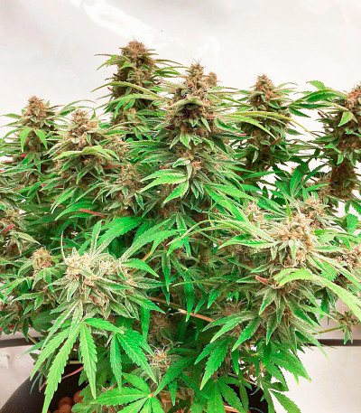 Семена сорта Watermelon Auto fem (Семяныч)