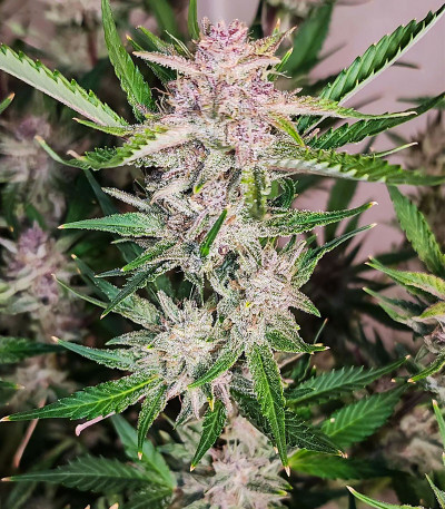 Семена сорта Purple Lemonade FF fem (FastBuds)