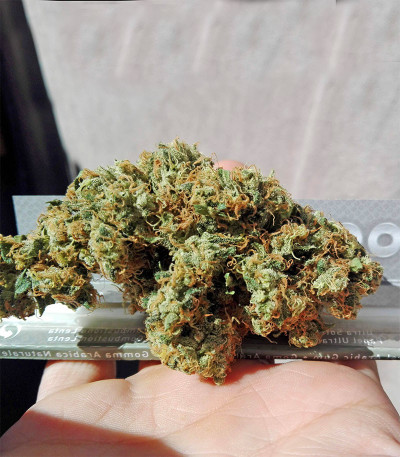 Семена сорта Amherst Sour Diesel fem (Humboldt Seeds)